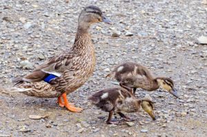 ducks-family